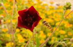 2013-08-18_Regina-F-Rau_Schachen_Blumen  (083).JPG
